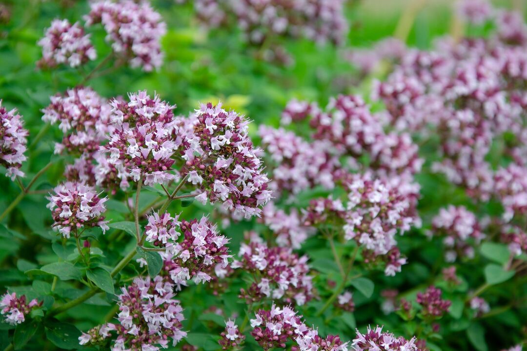 oregano plant for candidiasis treatment